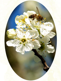 čerešňa a včela