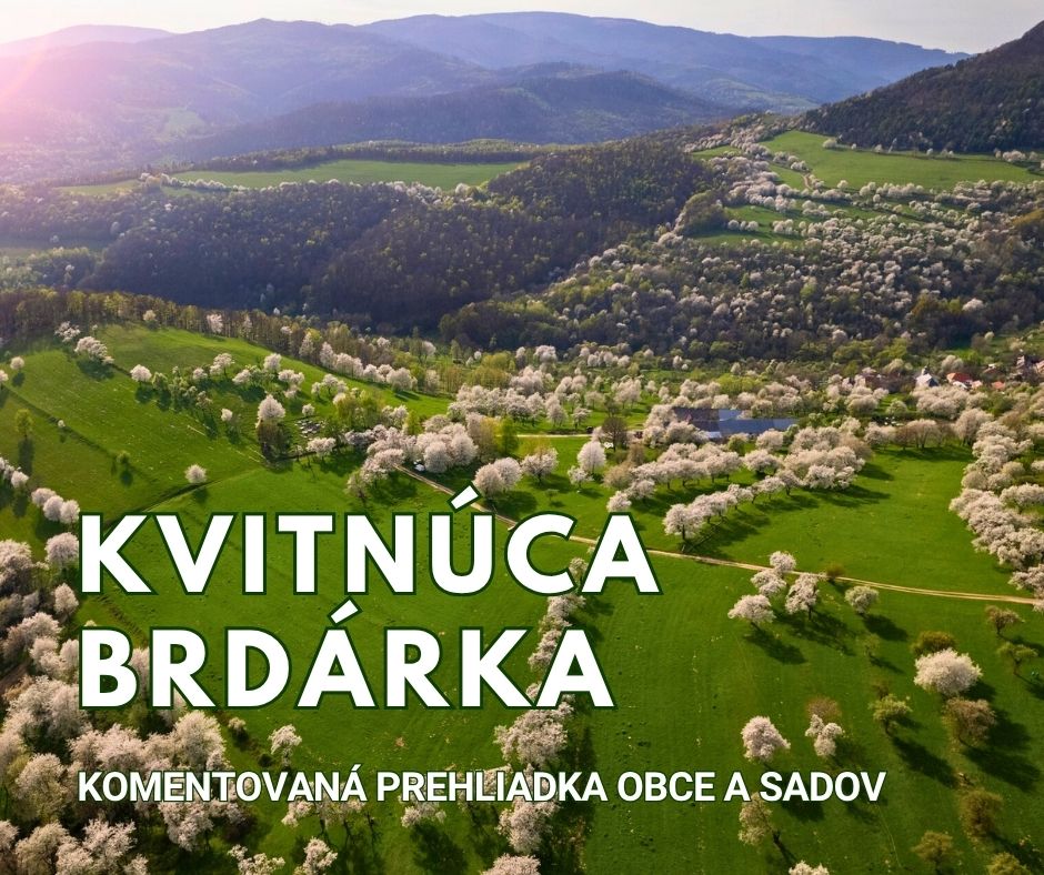 Kvitnúca čerešňová Brdárka IG 2026
